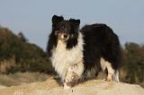 SHETLAND 756